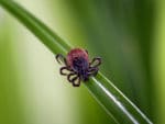 Featured: Mosquito Squad of Lake Country