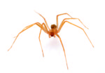 Featured: Mosquito Squad of Lake Country